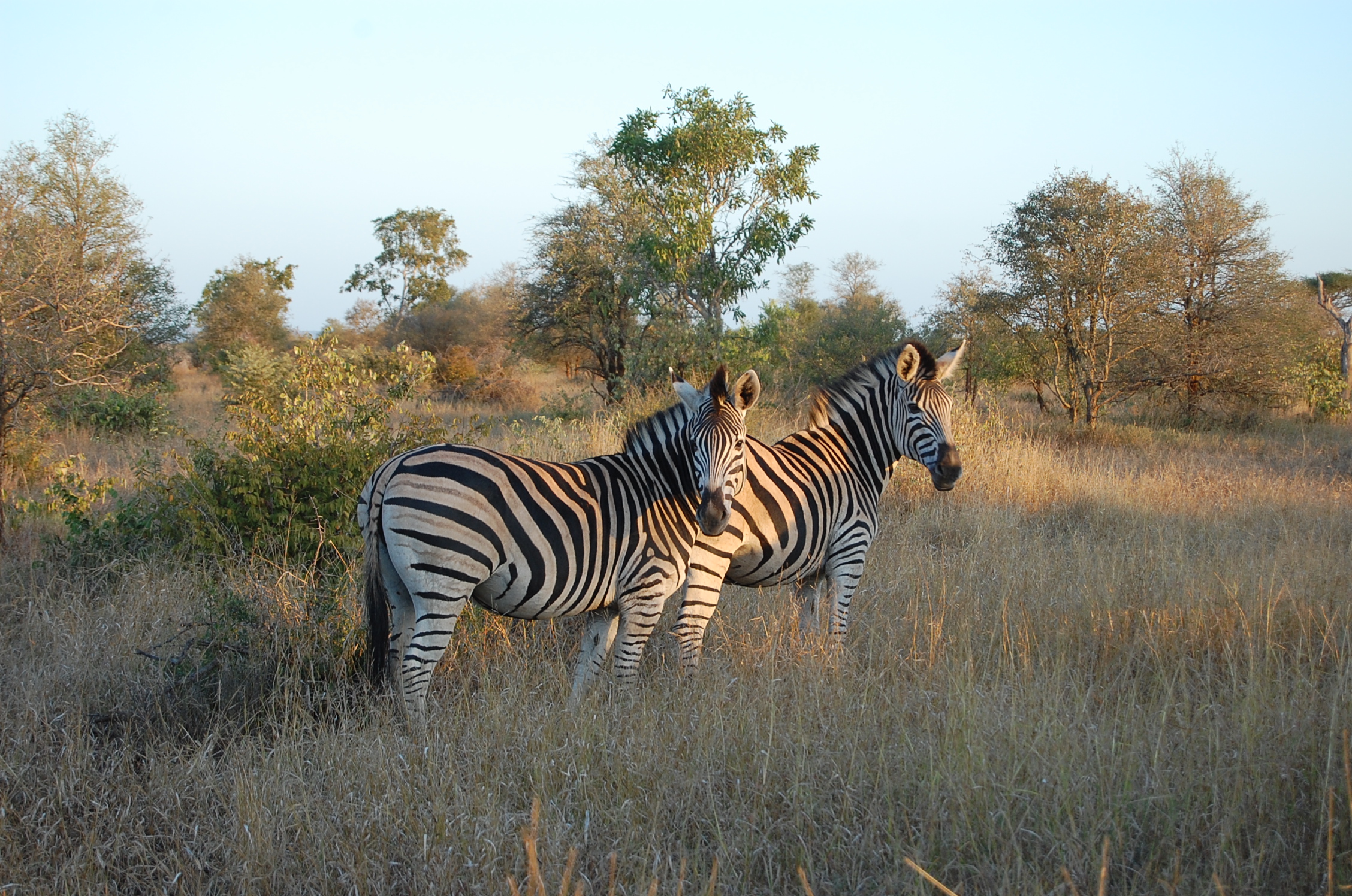 Kruger_Zebra